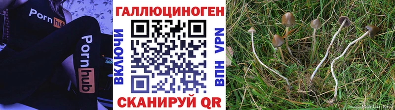 где купить наркоту  даркнет формула  Галлюциногенные грибы GOLDEN TEACHER  Реутов 