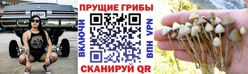 Псилоцибиновые грибы GOLDEN TEACHER Реутов